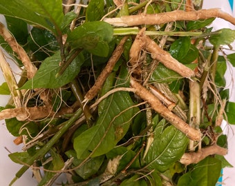 10 oz Packs of. Fresh Cut Anamu Leaves and stems, dried and packaged, Medicinal Tropical Herbs.