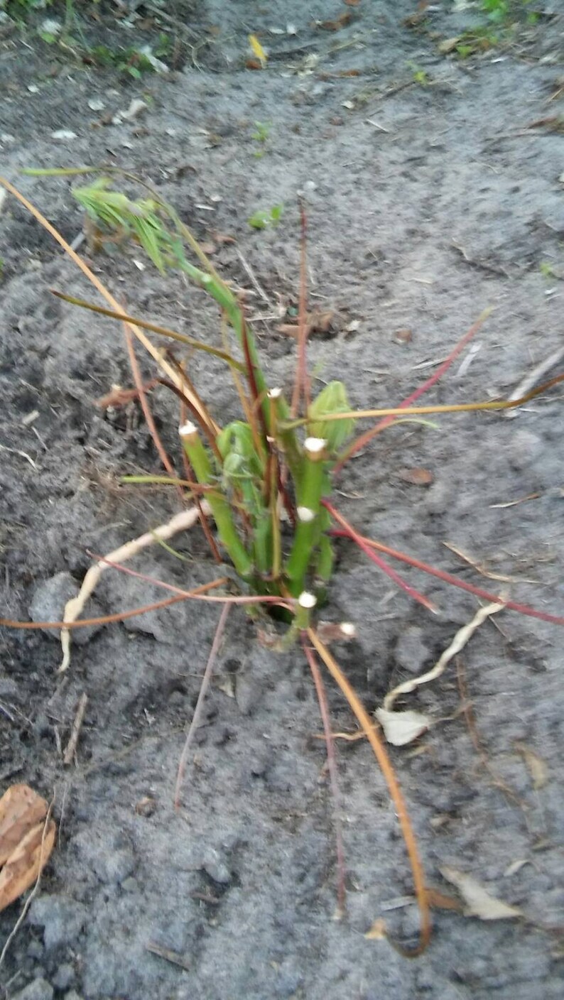Manihot esculenta Sweet Edible Cassava Yuca Stem Cutting
