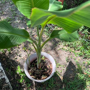 May include: A young banana plant with large, vibrant green leaves growing from a central stalk. The plant is potted in a round, light-coloured container filled with dark soil and scattered dry leaves, positioned outdoors in a natural setting.