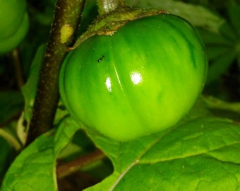 Grün, Selten, Liberianische Auberginensamen, Liberianische Garteneier Samen, Grün gerippt