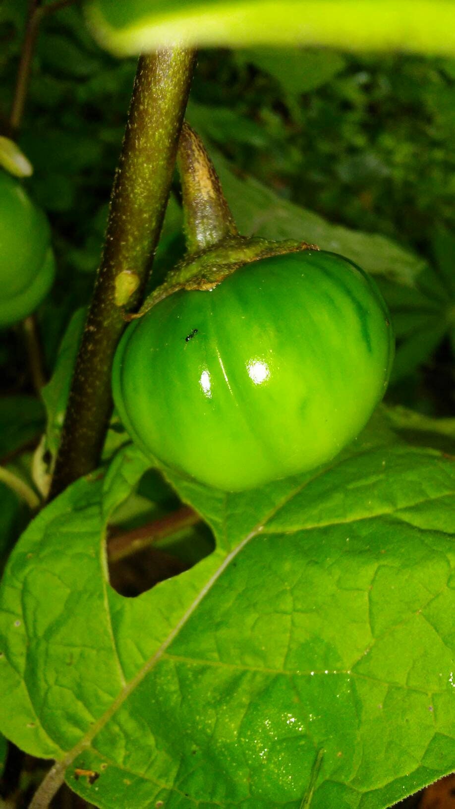 25 TURKISH ORANGE EGGPLANT Scarlet Solanum Aethiopicum Fruit