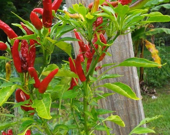 15 Thai Chili Peppers Seeds