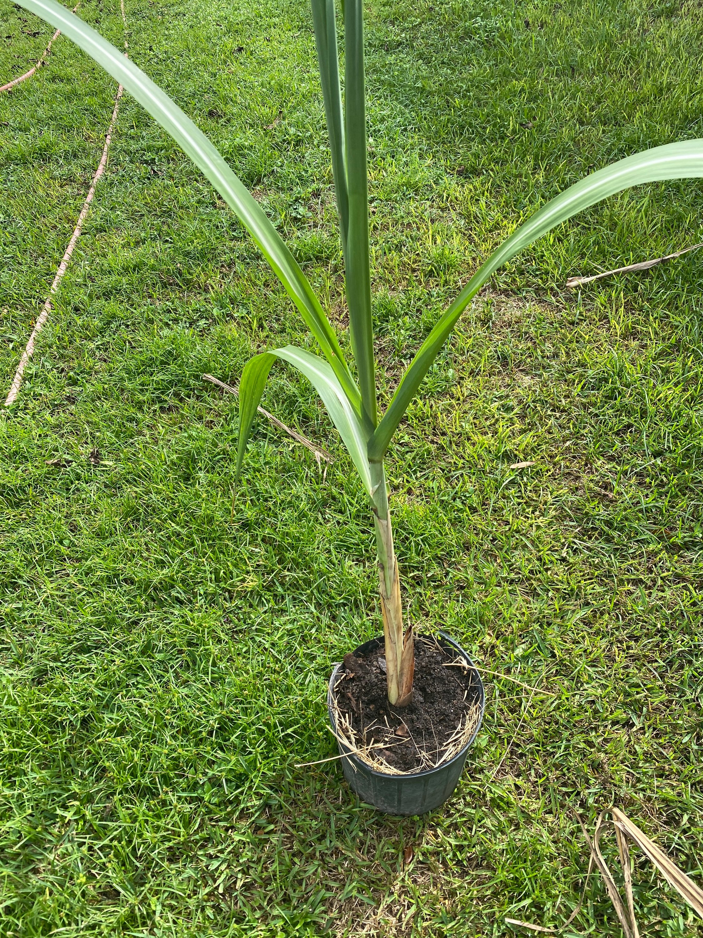 Sugar Cane Plant, GREEN/YELLOW, Organically Grown,
