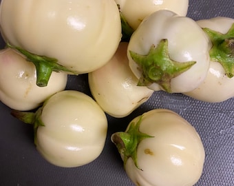 African eggplant, Thai eggplant seeds