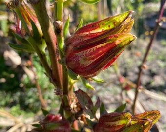 African Sorrell Seeds