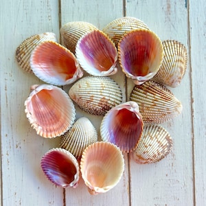 May include: A collection of seashells with a ribbed texture and a range of colors, including white, brown, pink, and purple. The shells are open, revealing the interior colors. The arrangement is on a white wooden surface.