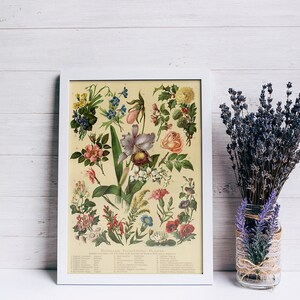 BLUMEN - Vertraute Blütenpflanzen, circa 1906. Leinen Backed. Illustration Nachdruck. Wand-Dekor. Vintage Druck. Kunstdruck. BLUMENPRINT