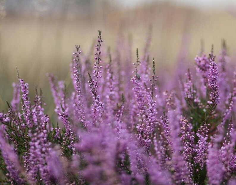 Dried Heather Flower Ring Resin Ring Real Flowers Ring Pressed Etsy