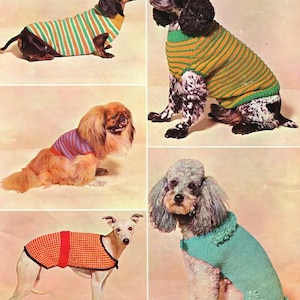 Puede incluir: Cuatro perros con diferentes suéteres de punto. Los suéteres son de varios colores y patrones, incluyendo rayas verdes y amarillas, cuadrados naranjas y rojos, y rayas azules y moradas. Los perros son de diferentes razas, incluyendo un dachshund, un spaniel, un pequinés y un caniche.