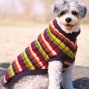 May include: A white dog wearing a colorful striped knitted sweater. The sweater has a purple base with stripes of red, yellow, green, and cream.