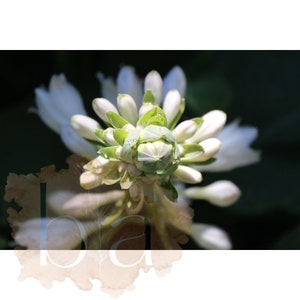 Hostas