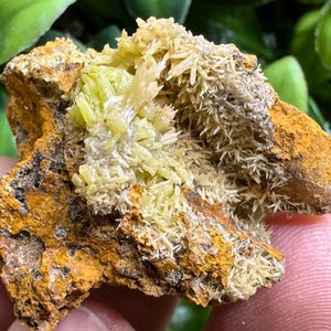 May include: A close-up of a mineral specimen held in a hand. The rock has a rough, textured surface with shades of brown and yellow. Clusters of small, light yellow crystals are visible, adding a contrasting texture to the stone. The background features green foliage and a purple flower.