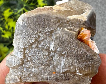 May include: A raw, natural mineral specimen with a rough, textured surface. The stone is primarily a light brown color with hints of orange and white. A small cluster of orange crystals is visible within a cavity. The background includes green and yellow foliage.