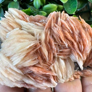 Puede incluir: Un grupo de cristales de selenita, que muestra una estructura en capas en forma de abanico. Los cristales exhiben un degradado de colores, que van del blanco cremoso a los tonos cálidos melocotón y naranja. El espécimen mineral se sostiene sobre un fondo de follaje verde.