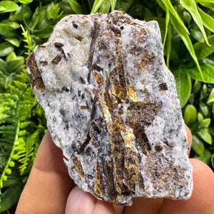 May include: A rough, irregular mineral specimen featuring a white, crystalline matrix embedded with elongated, dark brown to metallic gold-toned prismatic crystals. The stone has a textured, uneven surface with visible mineral inclusions throughout.
