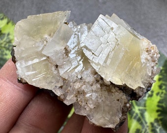 May include: A cluster of pale yellow calcite crystals with a rough, natural texture. The crystals are clustered together on a dark gray matrix.