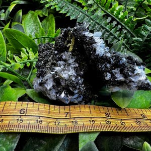 May include: A natural mineral specimen featuring a cluster of black, white, and clear crystals. The specimen is approximately 3 inches long, resting on a bed of green foliage, with a wooden ruler for scale.