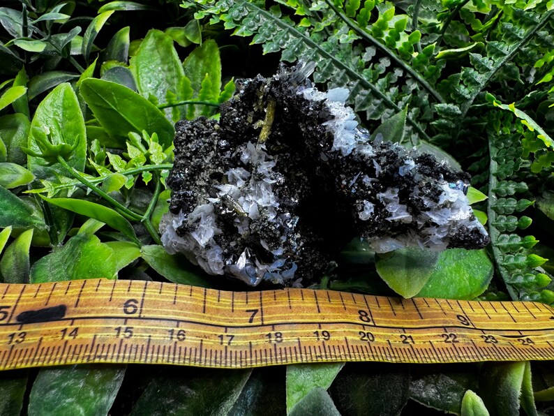 May include: A natural mineral specimen featuring a cluster of black, white, and clear crystals. The specimen is approximately 3 inches long, resting on a bed of green foliage, with a wooden ruler for scale.