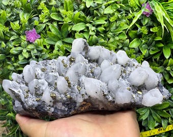 Może przedstawiać: Skupisko półprzezroczystych białych kryształów kwarcu przeplatanych metalicznymi, złotymi kostkami pirytu na ciemnej mineralnej podstawie. Okaz trzymany jest w dłoni, z żółtą taśmą mierniczą widoczną przy dolnej krawędzi dla skali.