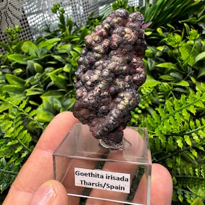 May include: A close-up of a mineral specimen, Goethite irisada, from Tharsis, Spain. The mineral has a dark, iridescent surface with shades of brown, gold, and purple. It is mounted on a clear acrylic stand against a backdrop of green foliage.