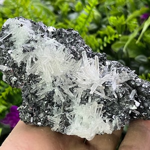 Puede incluir: Un grupo de cristales de cuarzo transparentes que crecen en una matriz de galena gris oscuro. Los cristales de cuarzo son largos y delgados, con una punta puntiaguda. La galena es rugosa y texturizada.