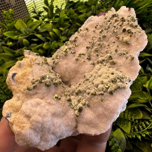 Puede incluir: Un espécimen mineral de color rosa claro con pequeños cristales dorados de pirita brillantes dispersos por su superficie. El mineral tiene un aspecto rugoso y texturizado, sobre un fondo de follaje verde.