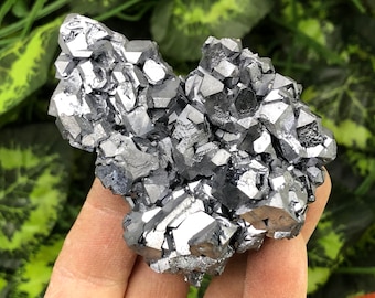 May include: A cluster of metallic gray galena crystals with sharp, geometric shapes. The crystals are clustered together in a natural formation, creating a visually interesting and unique piece.