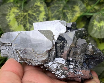 May include: A cluster of metallic gray galena crystals with sharp, geometric shapes. The crystals are arranged in a random pattern, creating a visually interesting display.