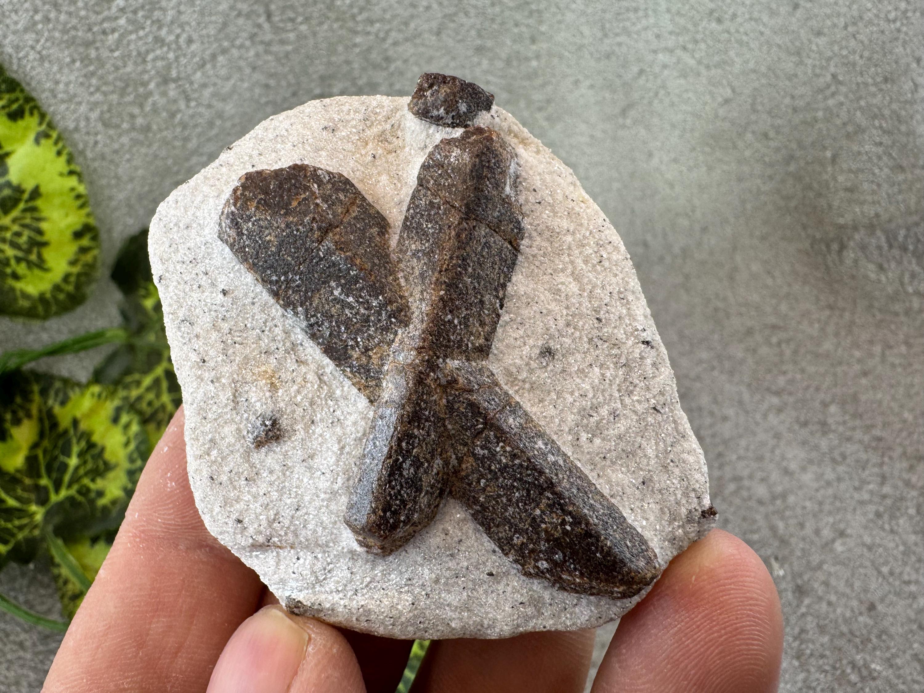 Buy Amazing Staurolite Bulgaria