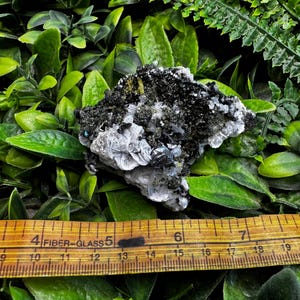 May include: A mineral specimen featuring a cluster of black, white, and gray crystals. The specimen is set against a backdrop of green foliage and a wooden ruler. The ruler measures up to 7 inches.