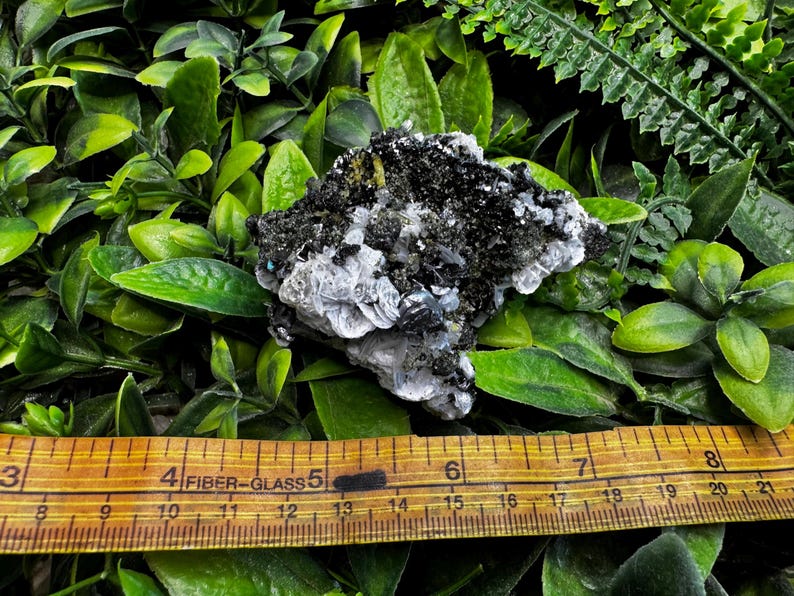May include: A mineral specimen featuring a cluster of black, white, and gray crystals. The specimen is set against a backdrop of green foliage and a wooden ruler. The ruler measures up to 7 inches.