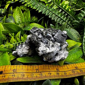 May include: A cluster of dark gray and silver mineral specimens, possibly galena, with a wooden ruler showing measurements in inches. The minerals are set against a backdrop of green foliage.
