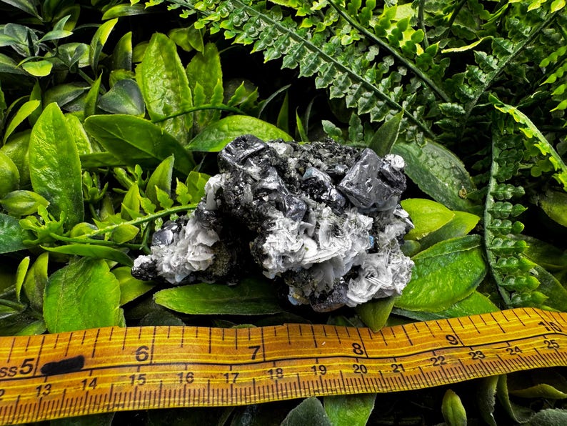May include: A cluster of dark gray and silver mineral specimens, possibly galena, with a wooden ruler showing measurements in inches. The minerals are set against a backdrop of green foliage.