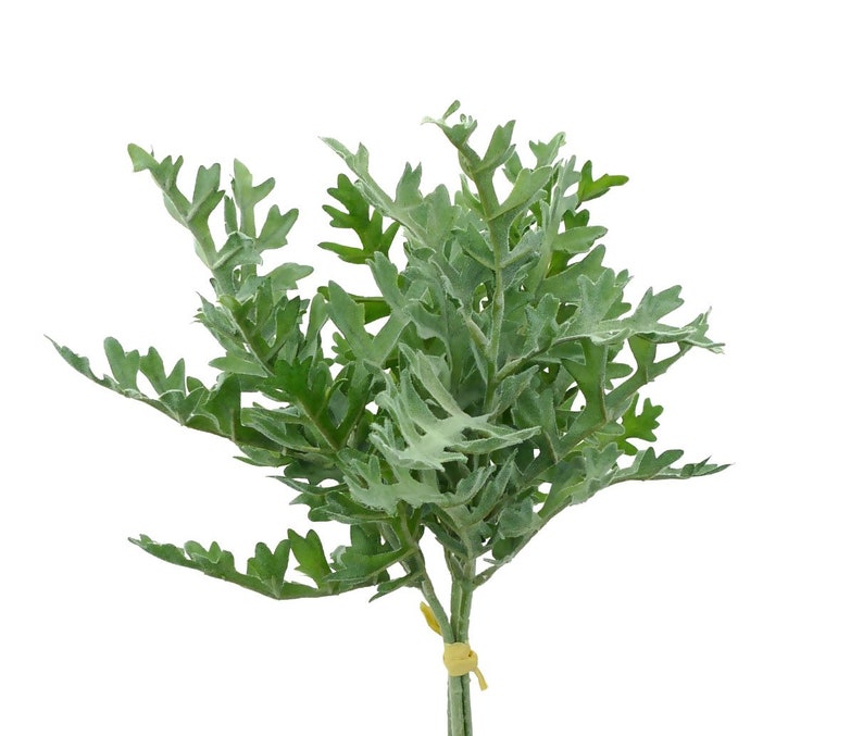 Dusty miller greenery bundle dusty miller filler flower Etsy