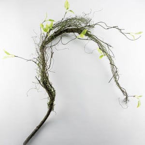 May include: A long, thin, brown branch with green leaves and moss-like material wrapped around it. The branch is curved and has a natural, rustic look.