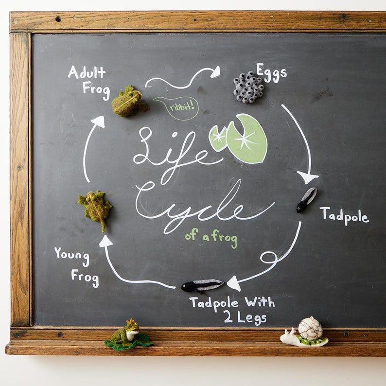 Life Cycle of a Frog Learning Kit, Hand Needle Felted Toad Metamorphosis Charms, Handmade DIY Diorama image 8