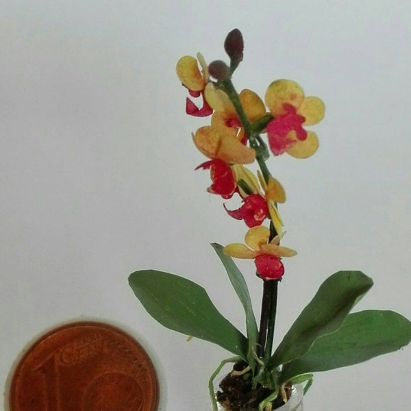 orchid phalaenopsis kit