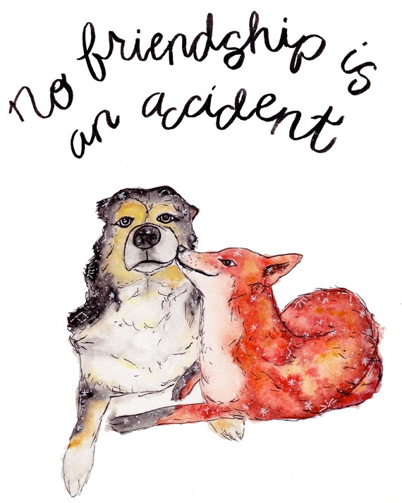 Animal Friendship Between Unusual Pet Friends Animal Friendship