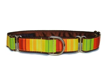 Collar Martingale de 1 pulgada o Collar de casa de 1 pulgada o Collar clip de 1 pulgada. Greyhound, lurcher, whippet, saluki. Rayas naturales