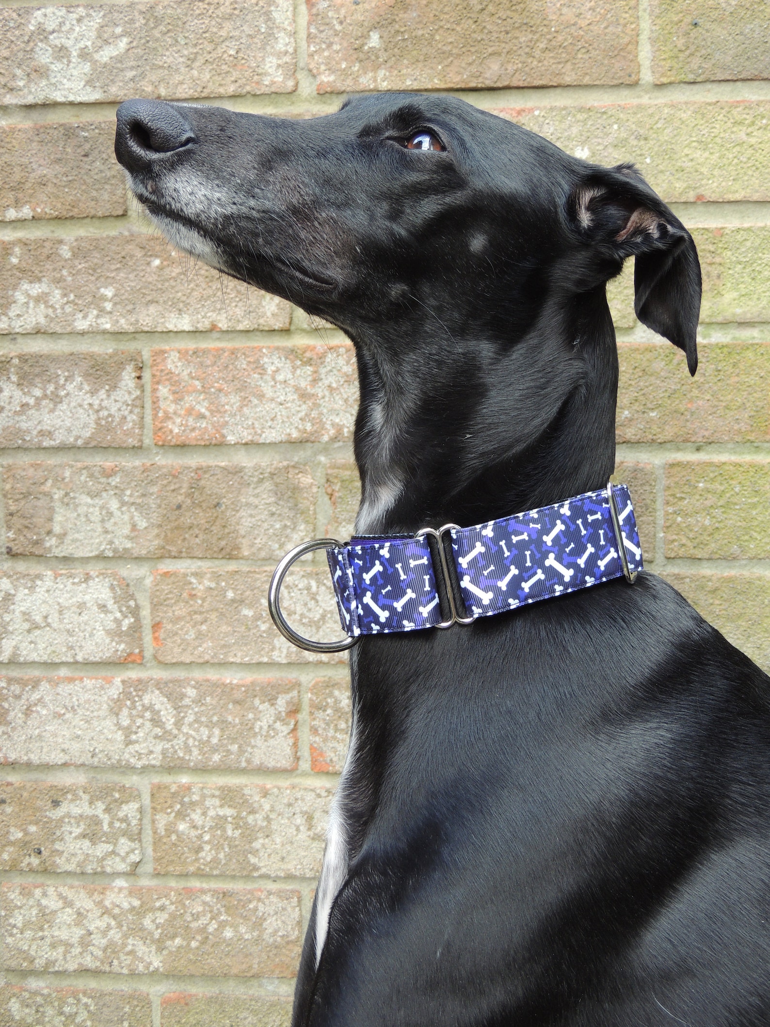 Collar de perro Martingale 1.5 pulgadas galgo lurcher Etsy