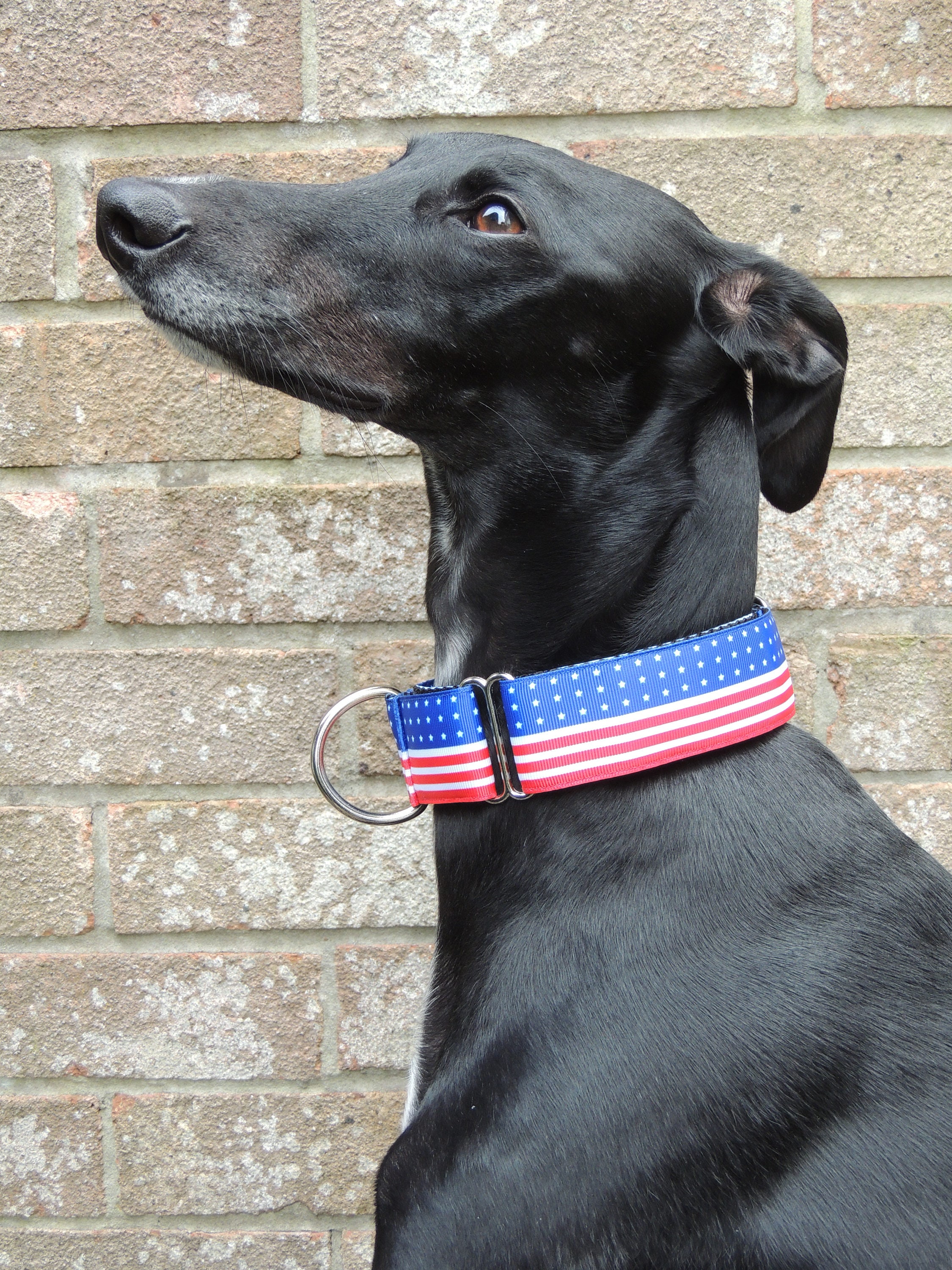 Collar martingala de 1.5 pulgadas o collar para caminar de 1.5 Etsy