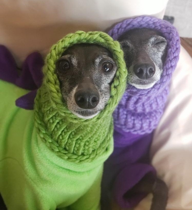 Small Dog Snood / Scarf. Neck Warmer - Italian Greyhound