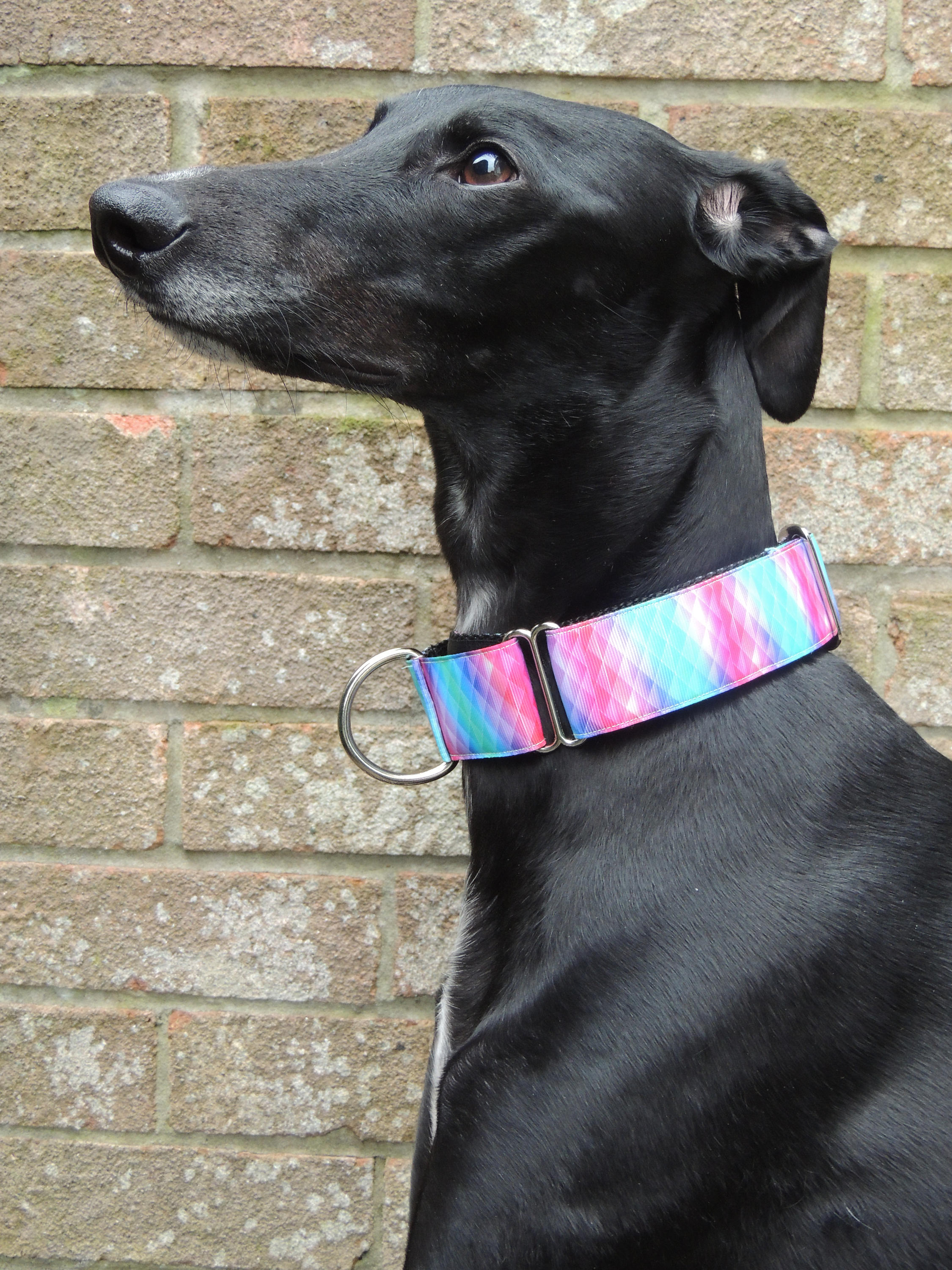 Martingale dog collar handmade. 1.5 inches greyhound Etsy