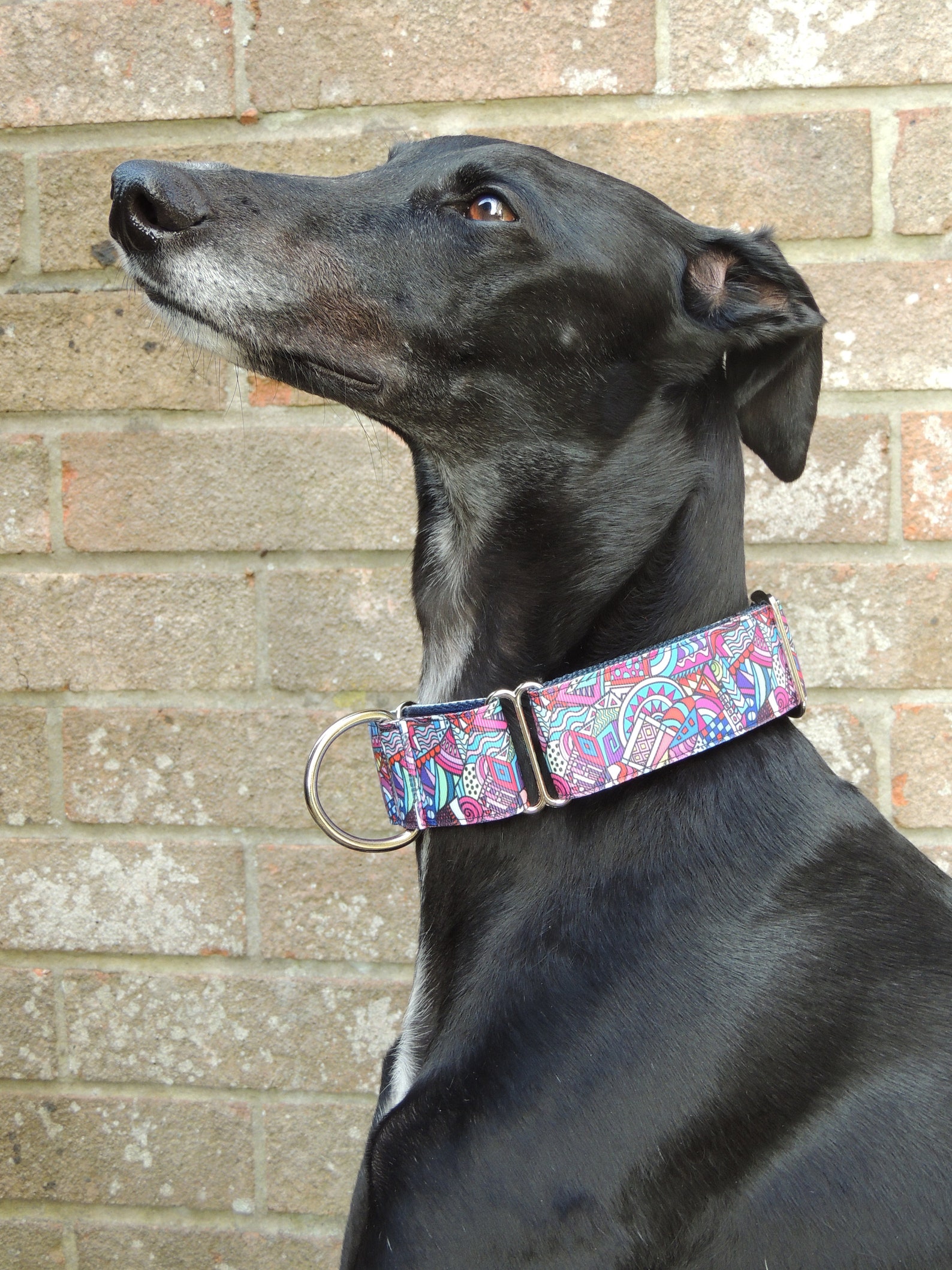 Martingale Dog Collar 1.5 Inch Greyhound Lurcher Whippet Etsy