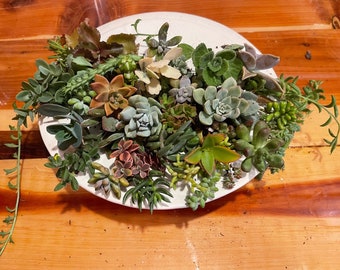 20 succulent cuttings. succulent clippings. ++plus a 2 inch potted succulent.