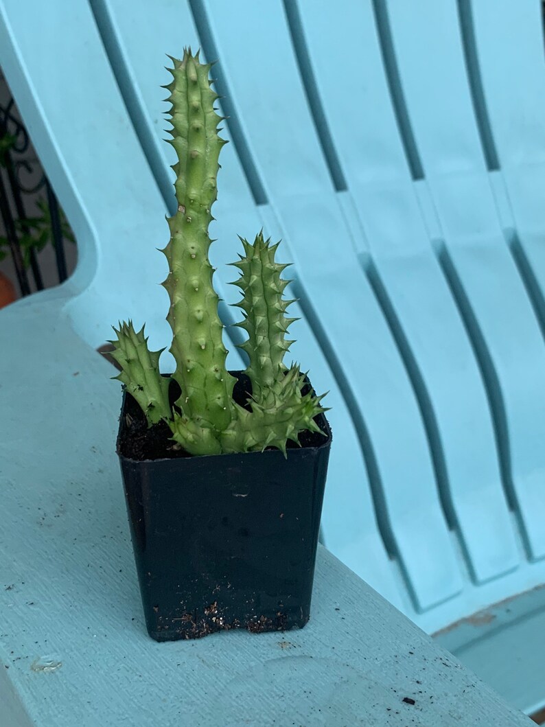 Stapelia hirsuta Cactus Plant ...... Huernia Stapelia. Starfish flower cactus. live succulent cactus image 6