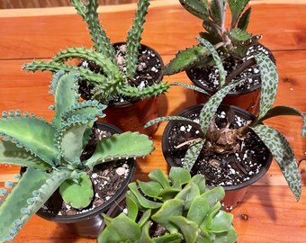 Assorted succulents!!! **5 pack**