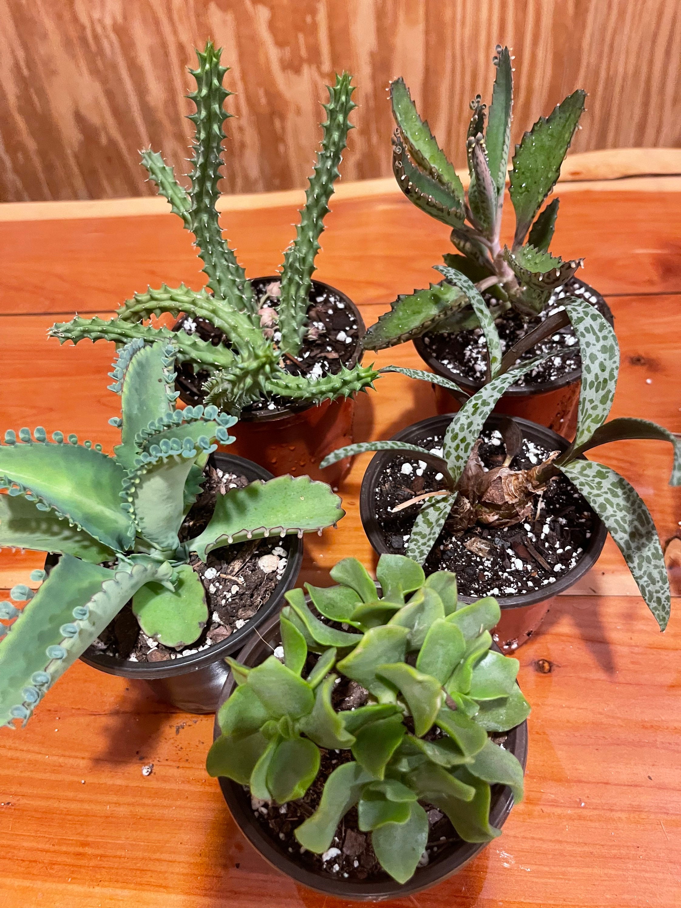 Assorted Succulents 5 Pack Etsy