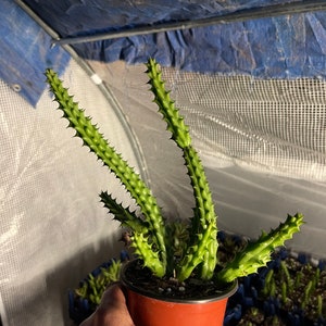 Stapelia hirsuta Cactus Plant ...... Huernia Stapelia. Starfish flower cactus. live succulent cactus image 9