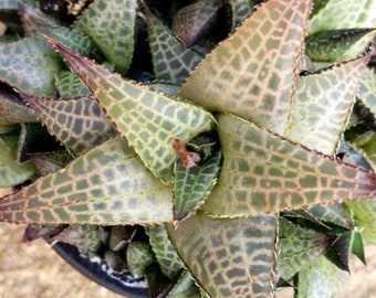 Haworthia Venosa subsp Tessellata